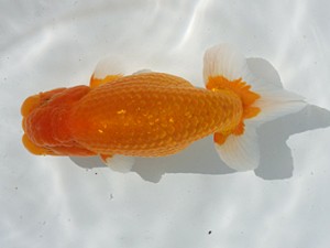 稲沢錦鱗会　取締二　鎌田文夫　稲沢市