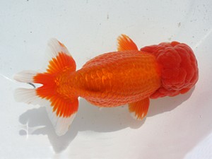 稲沢錦鱗会　東大関　伊藤勝敏　津島市