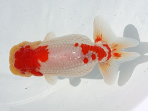 稲沢錦鱗会　西大関　森本啓司　稲沢市