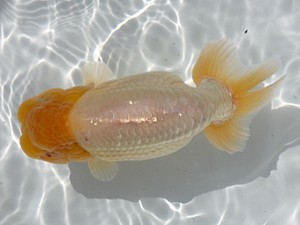 稲沢錦鱗会　立行司　植田春寿　稲沢市