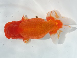 稲沢錦鱗会　取締二　櫛田賢二　稲沢市