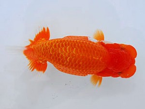 観魚会 東大関 中村芳雄 埼玉県 観魚会 中村芳雄 埼玉県