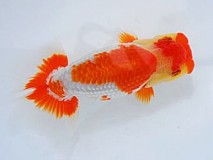 観魚会 勧進元二 村上暢彦 岡山 観魚会 勧進元二 村上暢彦 岡山