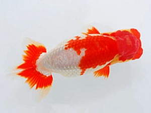 観魚会 行司一 小山徹志 山梨県 観魚会 行司一 小山徹志 山梨県