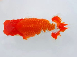 観魚会 行司二 石崎 隆 茨城県 観魚会 行司二 石崎 隆 茨城県