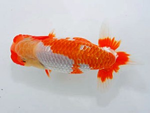 観魚会 行司三 丸山克昌 埼玉県 観魚会 行司三 丸山克昌 埼玉県