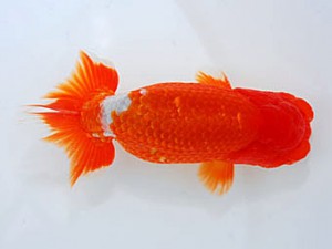 観魚会 脇行司一 荻谷冨士夫 茨城県 観魚会 脇行司一 荻谷冨士夫 茨城県