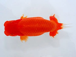 観魚会 西大関 渡邊祟光 沼津市 観魚会 西大関 渡邊祟光 沼津市