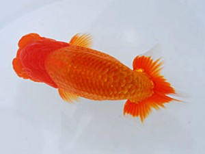 観魚会 立行司 鈴木和男 浜松市 観魚会 立行司 鈴木和男 浜松市