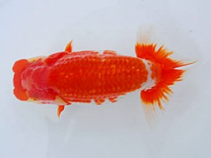 観魚会 取締一 梅田博成 鹿児島 観魚会 取締一 梅田博成 鹿児島