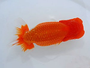 観魚会 取締二 齋藤一成 豊島区 観魚会 取締二 齋藤一成 豊島区