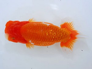 観魚会 東関脇 丸山克昌 埼玉県 観魚会 東関脇 丸山克昌 埼玉県