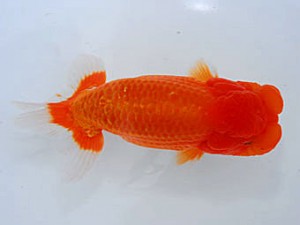 観魚会 西関脇 中村芳雄 埼玉県 観魚会 西関脇 中村芳雄 埼玉県