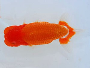 観魚会 東小結 矢ケ崎伸司 堀切 観魚会 東小結 矢ケ崎伸司 堀切