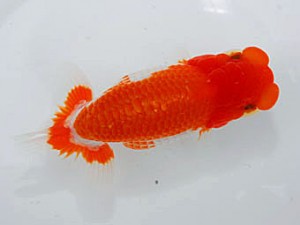 観魚会 西小結 中村芳雄 埼玉県 観魚会 西小結 中村芳雄 埼玉県