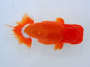 観魚会 東大関 齋藤一成 豊島区 観魚会 齋藤一成 豊島区