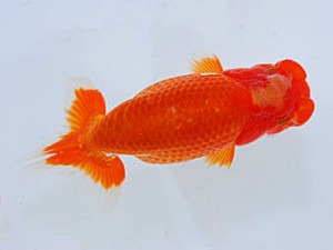 観魚会 勧進元二 飯塚 博 さいたま市 観魚会 勧進元二 飯塚 博 さいたま市