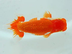 観魚会 行司一 稲村俊明 千代田区 観魚会 行司一 稲村俊明 千代田区