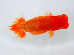 観魚会 行司二 五味 巧 山梨 観魚会 行司二 五味 巧 山梨