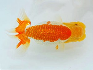 観魚会 行司三 茂木一久 鉾田市 観魚会 行司三 茂木一久 鉾田市