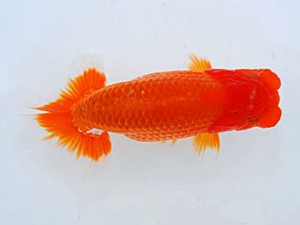 観魚会 脇行司二 鈴木義信 岡山県 観魚会 脇行司二 鈴木義信 岡山県