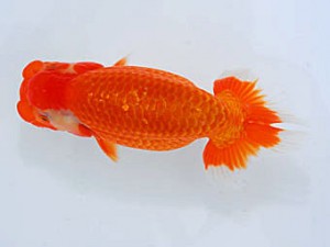 観魚会 立行司 柿沼佐吉 前橋市 観魚会 立行司 柿沼佐吉 前橋市