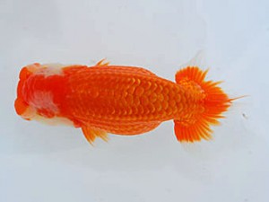 観魚会 取締一 高地成弥 荒川 観魚会 取締一 高地成弥 荒川