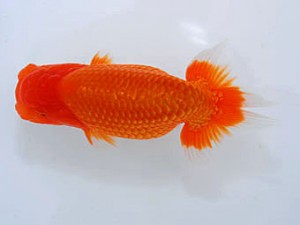 観魚会 取締二 高尾直美 岡山 観魚会 取締二 高尾直美 岡山