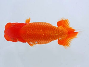 観魚会 東関脇 柿沼佐吉 前橋市 観魚会 東関脇 柿沼佐吉 前橋市