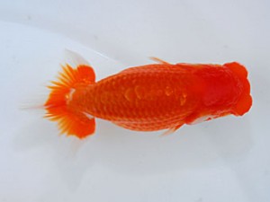 観魚会 西関脇 高地辰夫 荒川 観魚会 西関脇 高地辰夫 荒川