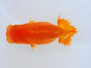 観魚会 東小結 鈴木 忠 川口市 観魚会 東小結 鈴木 忠 川口市