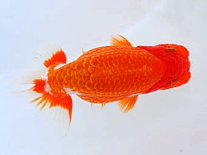 観魚会 西小結 黒澤義男 茨城県 観魚会 西小結 黒澤義男 茨城県