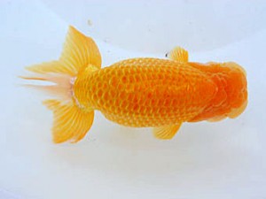 観魚会 勧進元二 末永春美 横浜市 観魚会 勧進元二 末永春美 横浜市