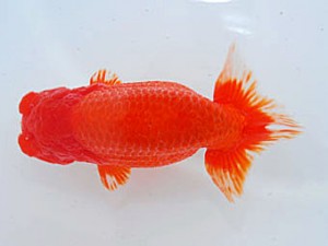 観魚会 行司二 江戸秀夫 銚子市 観魚会 行司二 江戸秀夫 銚子市