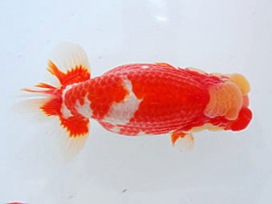 観魚会 行司三 石崎 隆 鉾田市 観魚会 行司三 石崎 隆 鉾田市