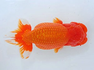 観魚会 脇行司一 高久昌明 茨城県 観魚会 脇行司一 高久昌明 茨城県