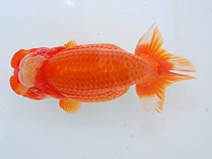 観魚会 脇行司二 酒井 昇 小美玉市 観魚会 脇行司二 酒井 昇 小美玉市