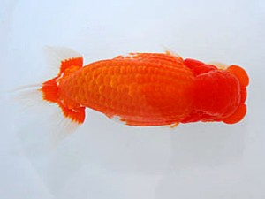 観魚会 西大関 高橋節夫 八広 観魚会 西大関 高橋節夫 八広