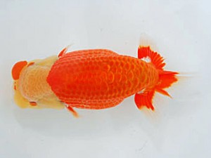 観魚会 立行司 浅沼好三 朝霞市 観魚会 立行司 浅沼好三 朝霞市