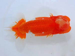 観魚会 取締二 柿沼佐吉 前橋市 観魚会 取締二 柿沼佐吉 前橋市