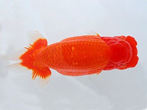 観魚会 東関脇 篠 孝利 練馬区 観魚会 東関脇 篠 孝利 練馬区