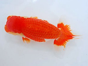 観魚会 西関脇 浅沼好三 朝霞市 観魚会 西関脇 浅沼好三 朝霞市