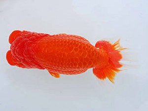 観魚会 東小結 横尾唯男 妙高市 観魚会 東小結 横尾唯男 妙高市