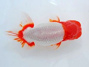 観魚会 西小結 山岸六夫 新潟市 観魚会 西小結 山岸六夫 新潟市