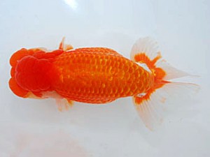 観魚会 東大関 齋藤一成 豊島区 観魚会 齋藤一成 豊島区