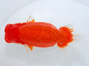 観魚会 勧進元一 高部宜知 さいたま市 観魚会 勧進元一 高部宜知 さいたま市