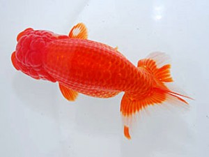 観魚会 勧進元二 片岡伸介 伊勢原市 観魚会 勧進元二 片岡伸介 伊勢原市