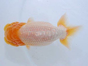 観魚会 行司一 片岡伸介 伊勢原市 観魚会 行司一 片岡伸介 伊勢原市