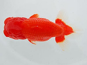 観魚会 行司二 大島秀一 武蔵野市 観魚会 行司二 大島秀一 武蔵野市