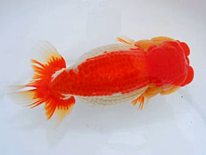 観魚会 脇行司一 枝川重樹 ひたちなか市 観魚会 脇行司一 枝川重樹 ひたちなか市